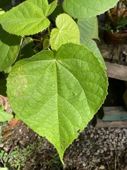 Dombeya wallichii