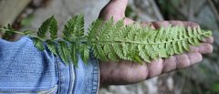 Woodsia caucasica
