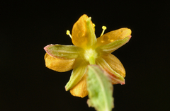 Hypericum pusillum