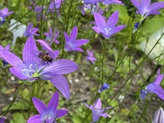 Campanula patula