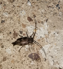 Exocentrus adspersus