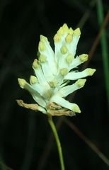 Burmannia