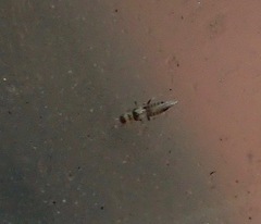 Neohydatothrips