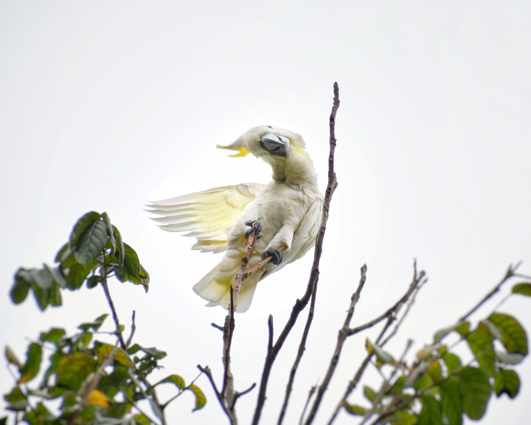 Yellow-crested Cockatoo illustration