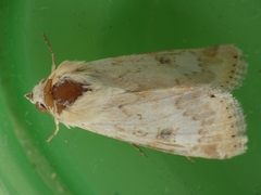 Heliothis nubigera