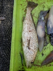 Argyrosomus regius