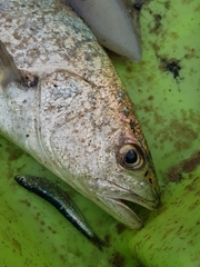 Argyrosomus regius