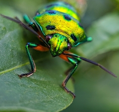 Chrysocoris purpureus