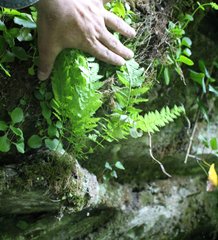 Woodsia caucasica