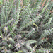 Euphorbia schinzii bechuanica - Photo ללא זכויות יוצרים, הועלה על ידי Botswanabugs