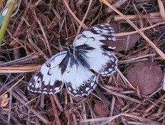 Melanargia occitanica