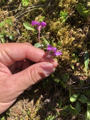 Primula integrifolia