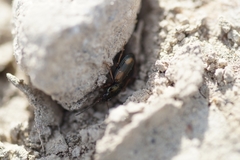 Bembidion quadrimaculatum