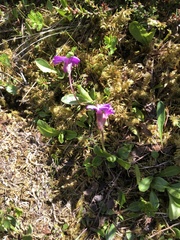 Primula integrifolia