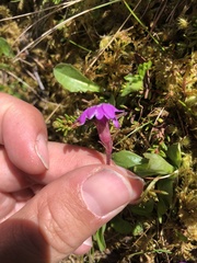 Primula integrifolia
