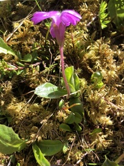 Primula integrifolia