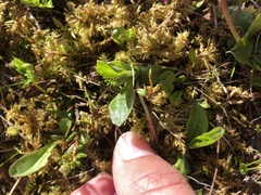 Primula integrifolia