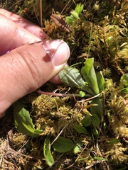 Primula integrifolia