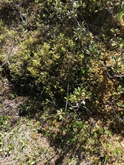 Primula integrifolia