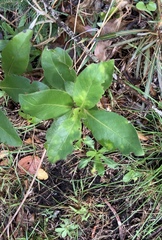 Phyllocoptes coprosmae