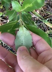 Phyllocoptes coprosmae