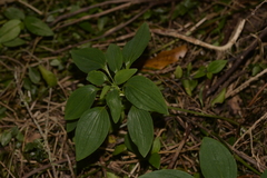 Alstroemeria psittacina