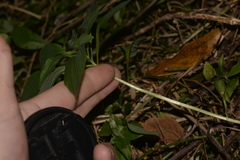 Alstroemeria psittacina