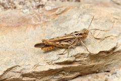 Chorthippus maritimus