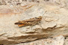 Chorthippus maritimus