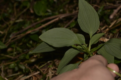 Alstroemeria psittacina