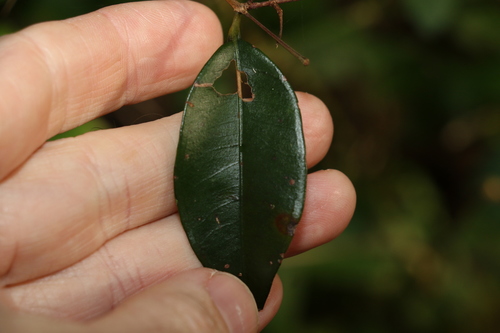 Image of Decaspermum humile by (c) Greg Tasney, some rights reserved (CC BY-SA)