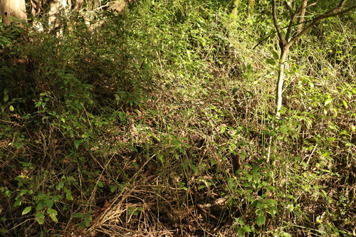 Image of Decaspermum humile by (c) Greg Tasney, some rights reserved (CC BY-SA)