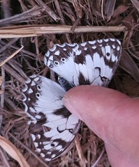 Melanargia occitanica