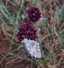 Melanargia occitanica