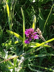 Dactylorhiza purpurella