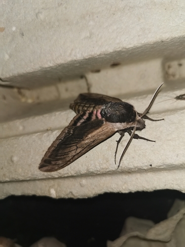 Sphinx ligustri