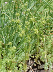 Valerianella uncinata