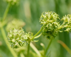 Valerianella uncinata