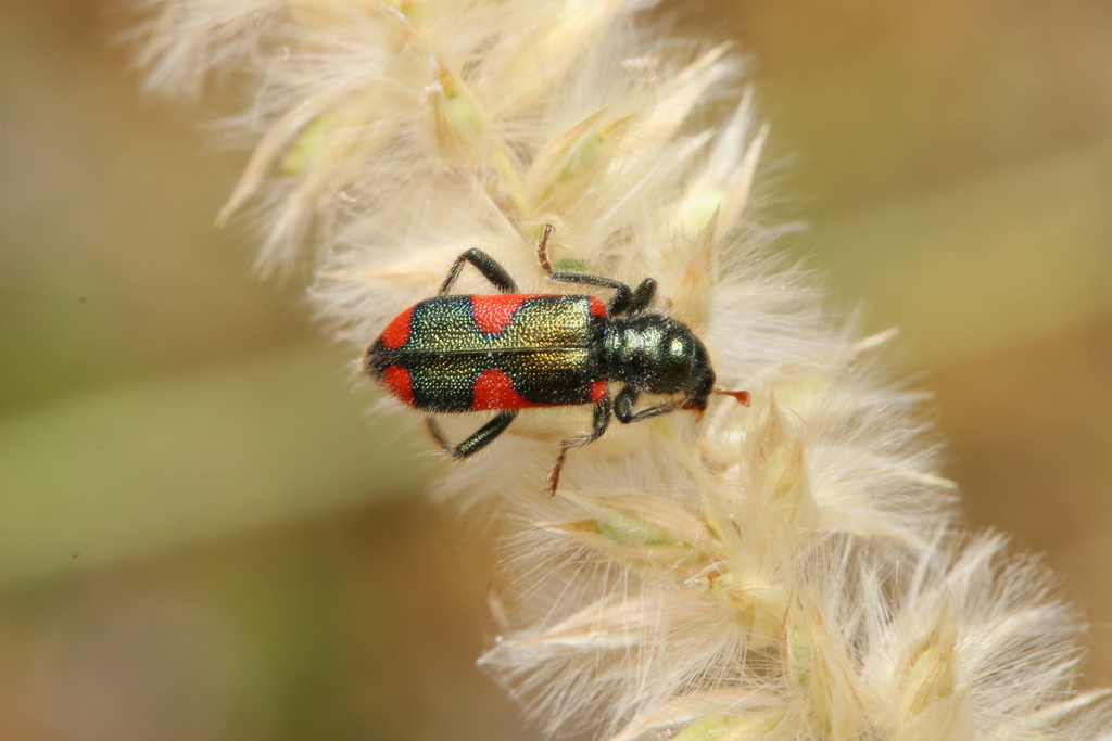 Trichodes nobilis