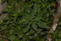 Alstroemeria psittacina