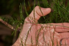 Asparagus virgatus