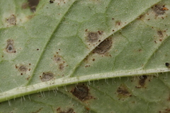 Puccinia calcitrapae