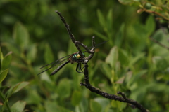 Somatochlora arctica