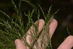 Asparagus virgatus