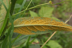 Pucciniastrum symphyti