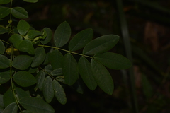 Senna acclinis