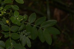 Senna acclinis