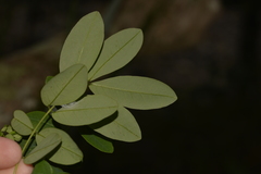 Senna acclinis