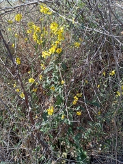 Verbascum galilaeum