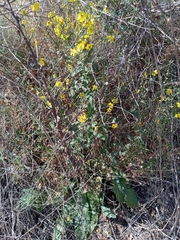 Verbascum galilaeum